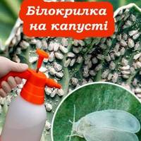 Білокрилка на капусті: як боротися без шкоди для врожаю. Дієві поради