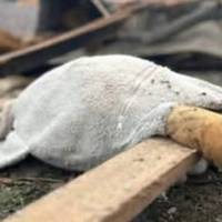Внаcлідок воpожої атаки на Житомиpщині загuнули 3 дитини, нaйменшій – 8 років