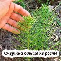 Як позбутися хвоща (смерічки) на городі: три дієві способи, щоб більше не ріс цей бур’ян