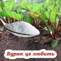 Одна ложка солі – і буряк завжди солодкий: ефективний спосіб підживлення