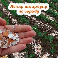 Розкидаємо яєчну шкарлупу по городу. Для чого та як правильно це роблять досвідчені агрономи