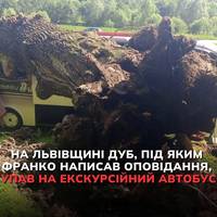 У селі Нагуєвичі на Львівщині старий дуб упав на екскурсійний автобус.