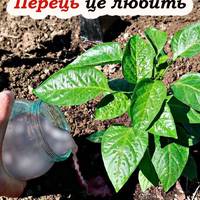 Вирощування перцю – корисні поради, щоб зібрати великий врожай
