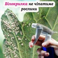 5 способів боротьби з білокрилкою на городі. І не треба ніякої хімії