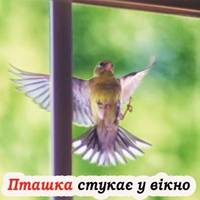 Що означає, коли у вікно стукає пташка. На які моменти слід звернути увагу