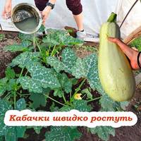 5 добрив, які полюбляють кабачки. Завжди використовуйте їх, щоб мати гарний врожай