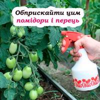 Щоб помідори й перець дали великий урожай: чим їх варто обприскувати