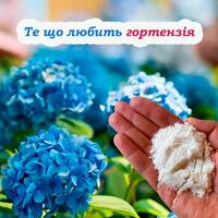 Підживлення гортензії. Яке добриво потрібно вносити для пишного цвітіння
