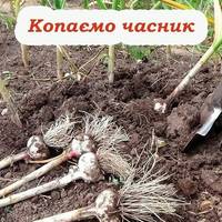 Коли саме слід копати часник, та які головні признаки того що він вже дозрів