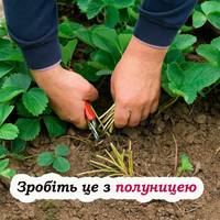 Липневий догляд за полуницею: що потрібно зробити з кущами після збору врожаю