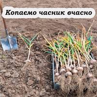 Коли потрібно викопувати озимий часник, щоб довго зберігався та не гнив