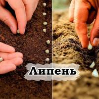 7 культур, які ще не пізно посадити на городі у липні, та встигнути зібрати врожай до зими