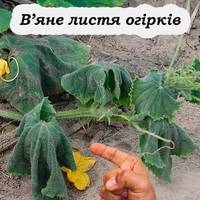 Що робити, якщо в’яне листя на огірках. Поради, які допоможуть не втратити врожай