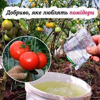 Ефективне добриво для помідорів, яка допоможе отримати гарний врожай