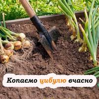 Терміни збору цибулі, та головні правила зберігання, щоб не почала гнити