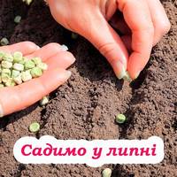 Садимо горох у липні. Розповідаємо як правильно це робити, щоб встигнути зібрати ще один врожай