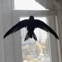 5 причин, чому пташка залітає в будинок, та на що звернути увагу в першу чергу