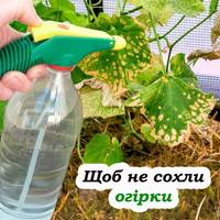 Сохнуть огірки: головні причини, та що потрібно зробити, щоб не допустити цього