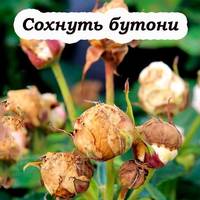 Чому бутони троянд не розпускаються, а засихають. Що треба зробити, щоб вони знову гарно квітнули