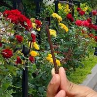 Щоб троянди не хворіли, а гарно та буйно квітнули, потрібно закопати поруч один предмет