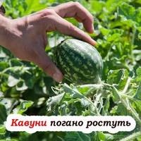 Чому кавуни виростають дрібні та не солодкі. 4 секрети опитних агрономів