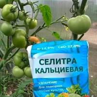 Підгодівля помідорів на початку серпня. Яке добриво краще вносити