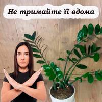 Чому не можна тримати цю рослину в будинку. Головні прикмети пов’язані з грошовим деревом