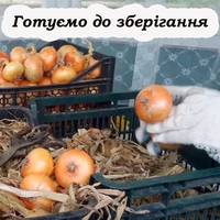 Що потрібно зробити з цибулею після збору врожаю, щоб долежала до весни
