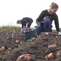 – Для чого маєте горбатитись усе літо на городі? Краще б полежали та відпочили. Уже ж не молоді. А все, що необхідно ми купимо і привеземо – казала я свекрам