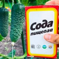 Як за допомогою звичайної соди, збільшити врожай огірків, та захистити їх від хвороб