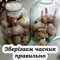 Гарні методи зберігання часнику, щоб він не висихав, не проростав та не пліснявів