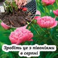 Що робити з півоніями в серпні: обрізка, поділ, посадка, щоб були ще кращі в наступному році