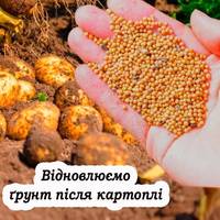 Як покращити ґрунт після картоплі: Посів сидератів в серпні