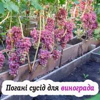 Що не можна садити поряд з виноградом, щоб не нашкодити йому