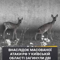 Серця тварин зупинились, не витримавши сильного стресу через масовану російську атаку у ніч на 28 серпня 😭