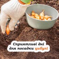 Посівний календар цибулі під зиму. Як правильно та коли це слід робити