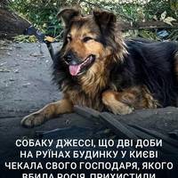 💔😭 «Її світ зупинився 28 серпня…» — рятувальники прихистили Джессі, собаку, яка втратила господаря під час обстрілу столиці росіянами.