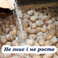 Як правильно зберігати картоплю: не росте і не гниє