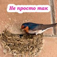 Що означає, якщо ластівка звила гніздо під вашим дахом. Це не просто так