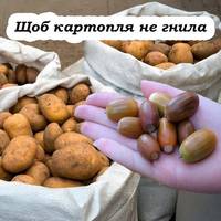 Що потрібно покласти у мішок з картоплею, щоб довго зберігалась та не гнила