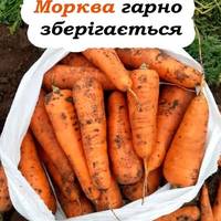 Морква лежить до весни та не гниє. Новий спосіб зберігання
