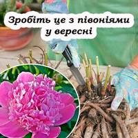 Омолодження півоній: секрети поділу та догляду