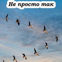 Чому птахи завжди летять ключем? Про це знають тільки одиниці