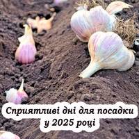 Названо сприятливі дні для посадки озимого часнику восени 2025 року: урожай буде багатий