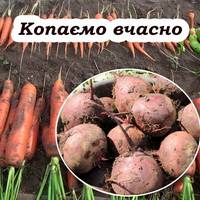 Як довго можна тримати буряк та моркву на городі, та коли краще їх збирати