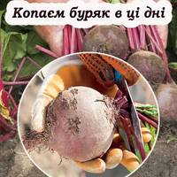 Коли саме слід збирати буряк, та як правильно його зберігати, щоб пролежав до весни
