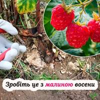 Осіння обрізка, підживлення та захист: все, що потрібно знати про догляд за малиною