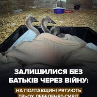 ❤️‍🩹На Полтавщині волонтери врятували трьох лебеденят, батьки яких загинули під час обстрілів.