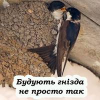 Ластівки будують гнізда на вашому домі не просто так: головні причини, про які варто знати господарю