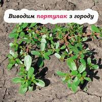 Портулак на городі: дієві способи на довго позбутися від нього